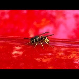 Meet your Posher, Melanie